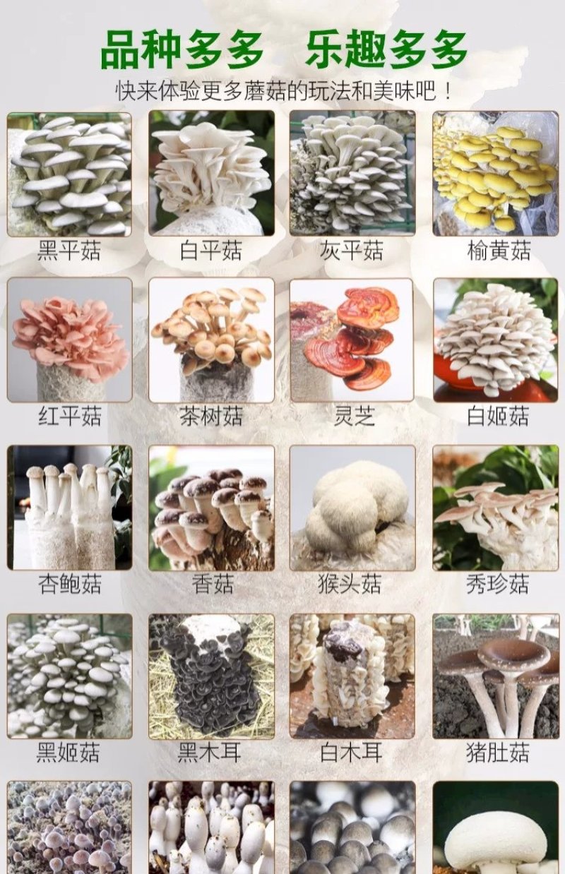 蘑菇菌包菌菇种植包平菇香菇灵芝磨菇种金针菇自种菌种家庭种