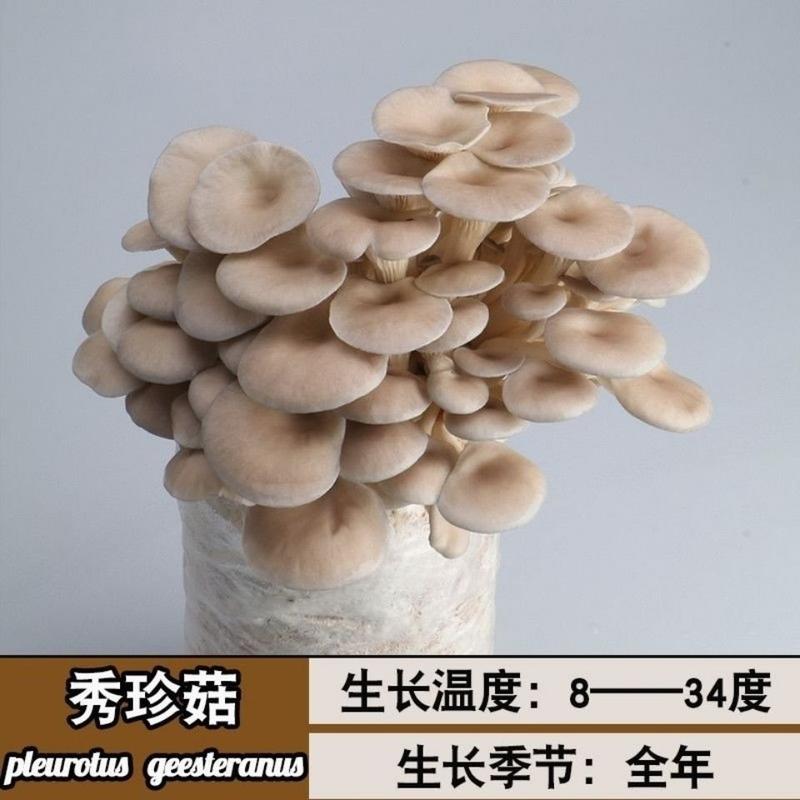 蘑菇菌包菌菇种植包平菇香菇灵芝磨菇种金针菇自种菌种家庭种
