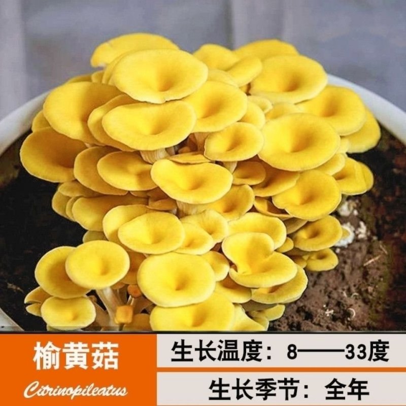 蘑菇菌包菌菇种植包平菇香菇灵芝磨菇种金针菇自种菌种家庭种