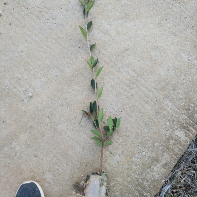 【优质】湖南精品油茶苗基地直销带土发货量大优惠全国发货