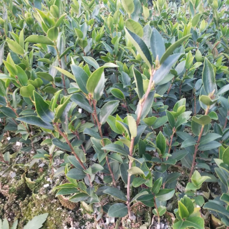 【优质】湖南精品油茶苗基地直销带土发货量大优惠全国发货