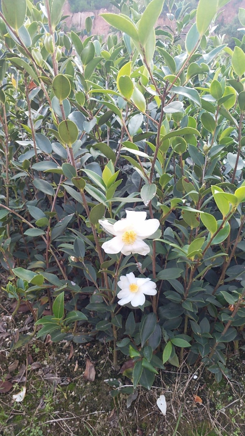 【优质】湖南精品油茶苗基地直销带土发货量大优惠全国发货