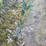 【优质】湖南精品油茶苗基地直销带土发货量大优惠全国发货