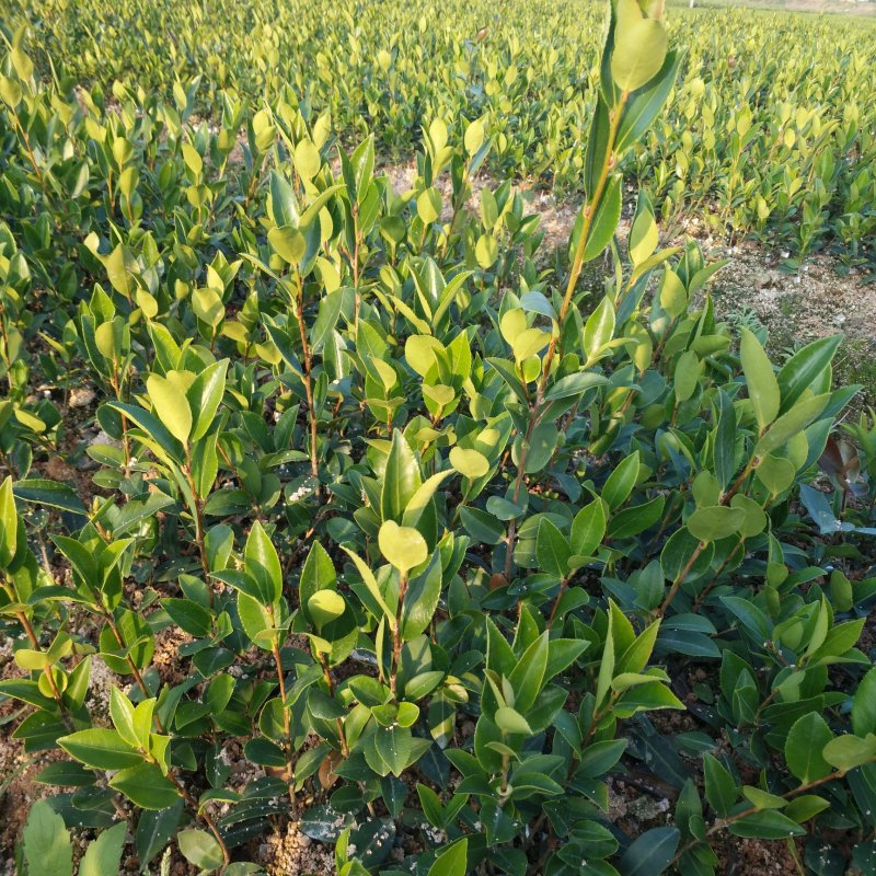 【优质】湖南精品油茶苗基地直销带土发货量大优惠全国发货