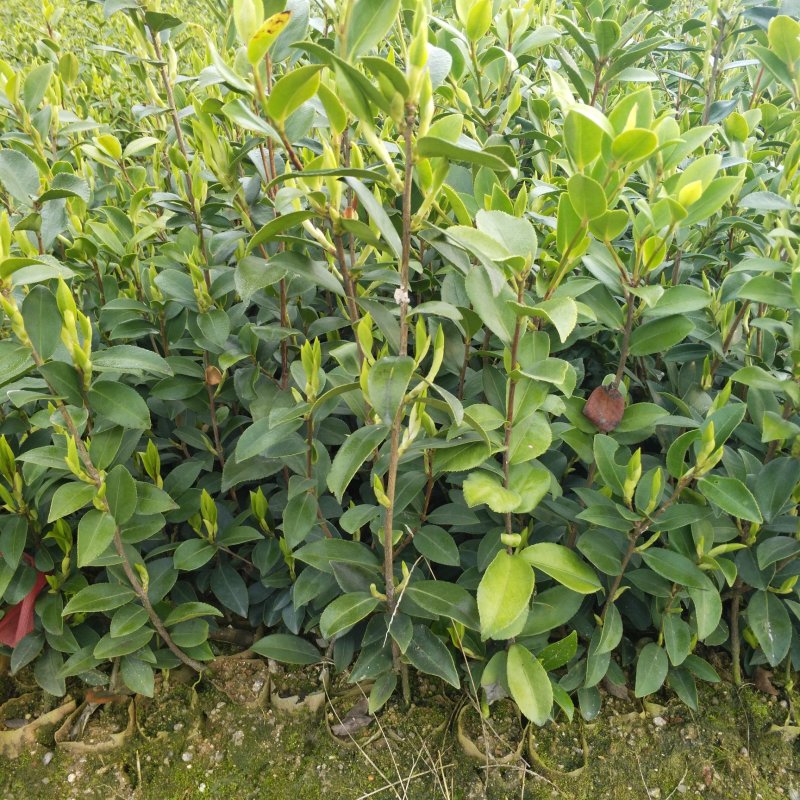 【优质】湖南精品油茶苗基地直销带土发货量大优惠全国发货