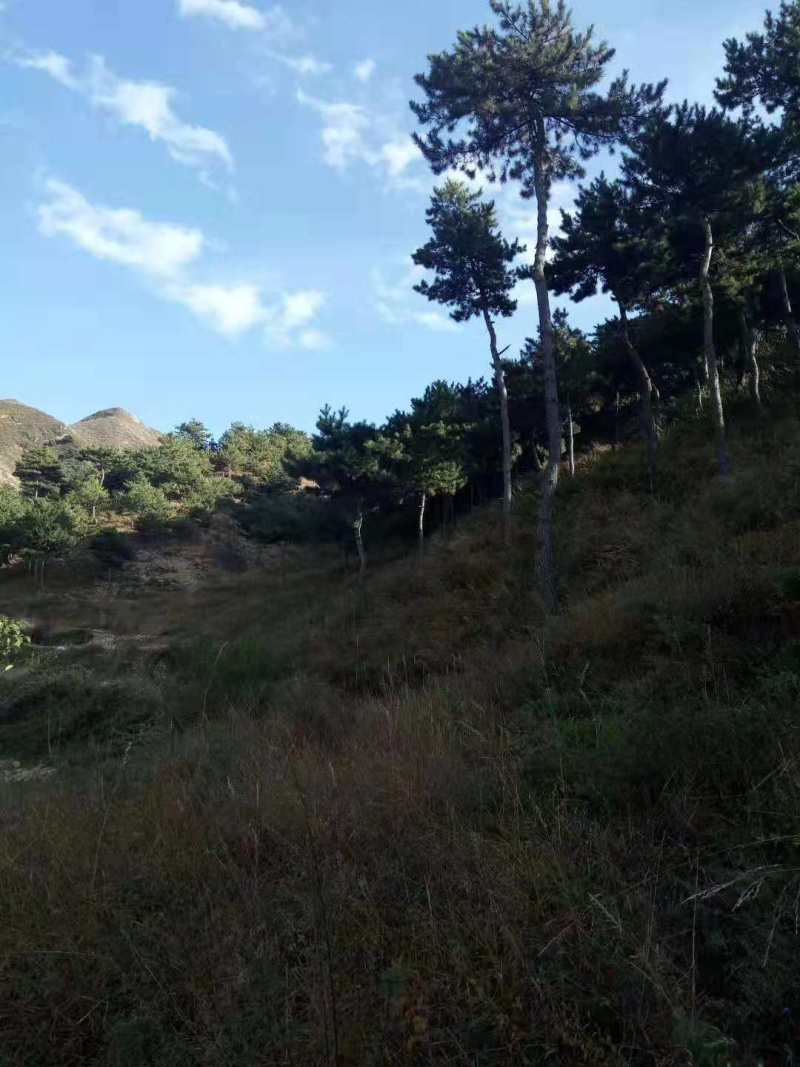 山地出租或者合作