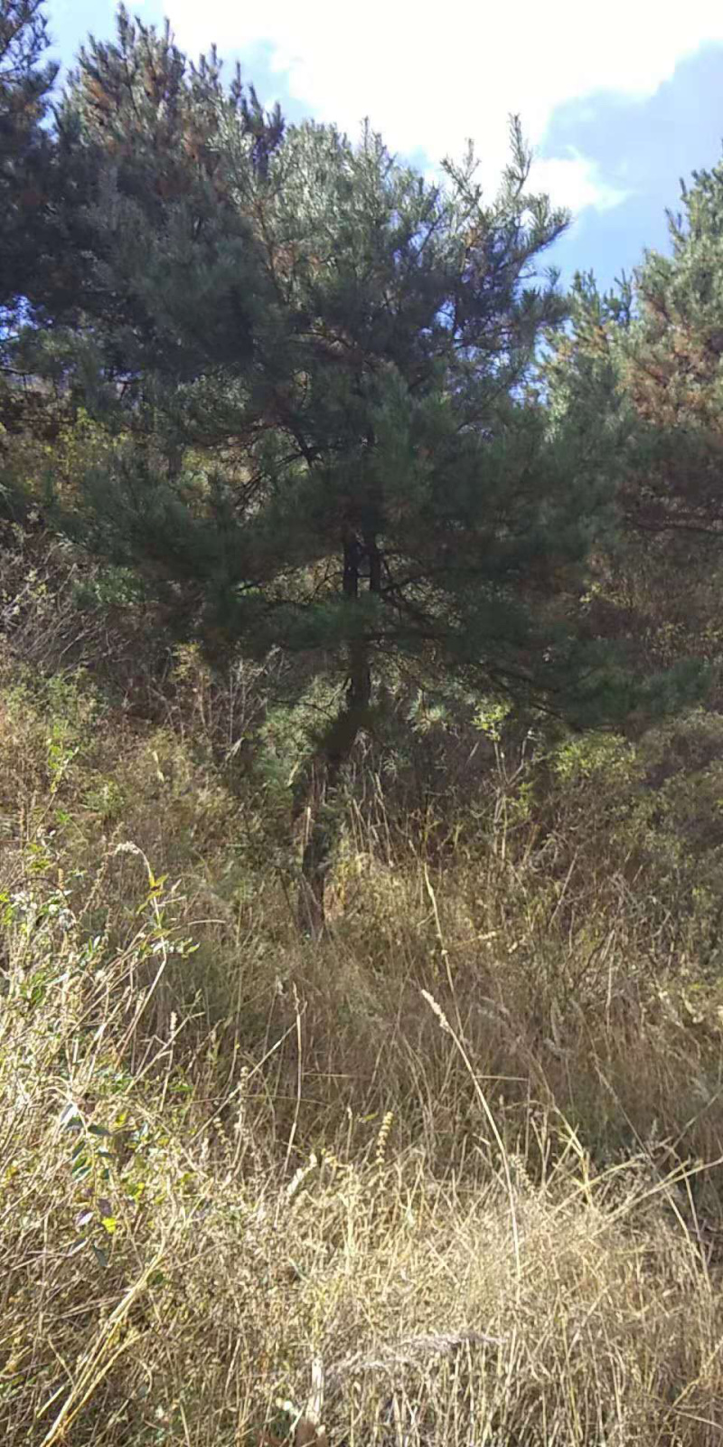 山地出租或者合作