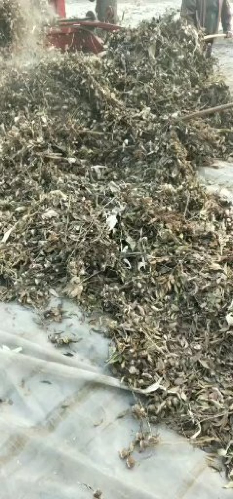 改良白术种子，改良白术种植基地