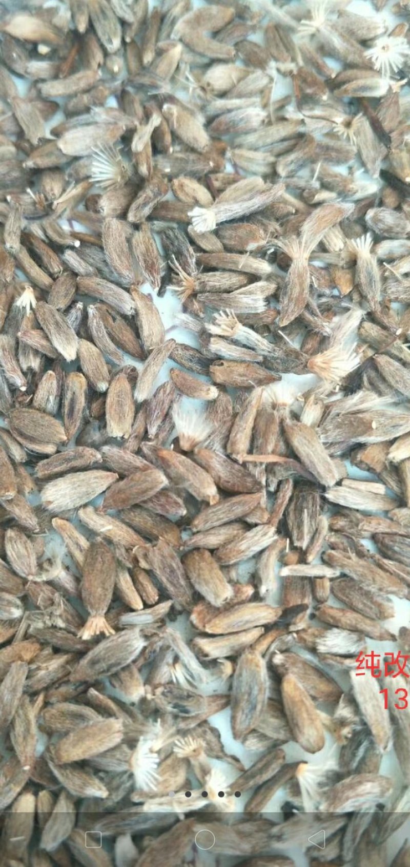 改良白术种子，改良白术种植基地