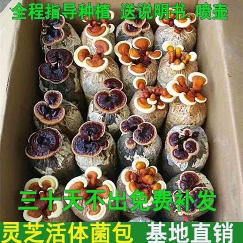 灵芝活体种子观赏菌包菌种食用盆栽盆景蘑菇阳台多肉室内绿植