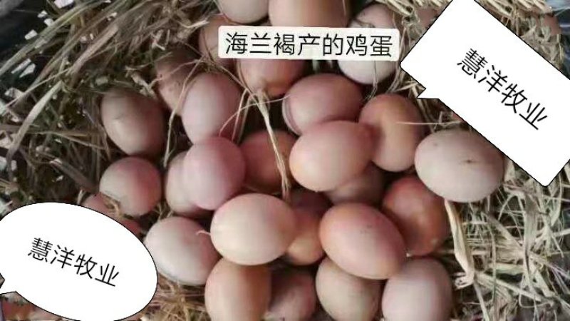 海兰褐蛋鸡苗，海兰灰蛋鸡苗，包打疫苗，质量可靠~