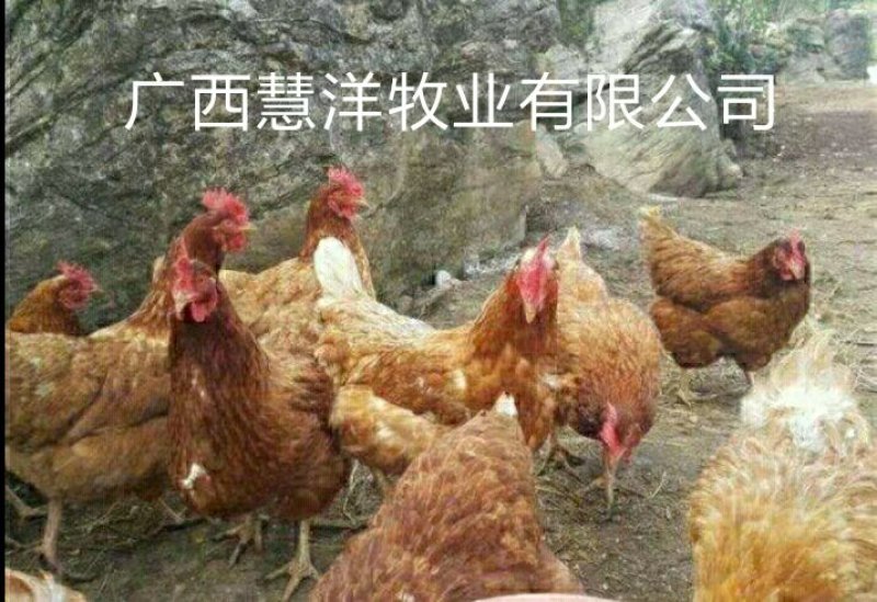 海兰褐蛋鸡苗，海兰灰蛋鸡苗，包打疫苗，质量可靠~