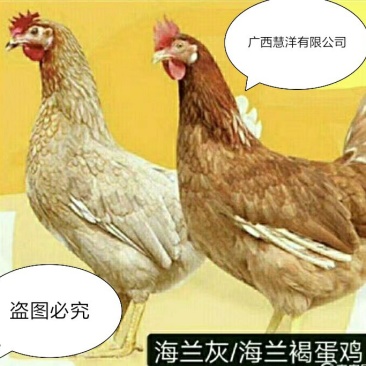 海兰褐蛋鸡苗，海兰灰蛋鸡苗，包打疫苗，质量可靠~