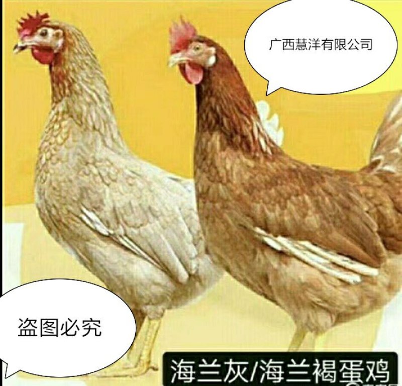 海兰褐蛋鸡苗，海兰灰蛋鸡苗，包打疫苗，质量可靠~