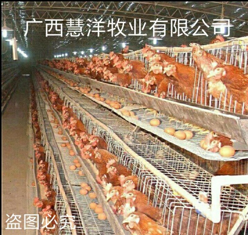 海兰褐蛋鸡苗，海兰灰蛋鸡苗，包打疫苗，质量可靠~
