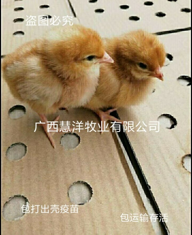 海兰褐蛋鸡苗，海兰灰蛋鸡苗，包打疫苗，质量可靠~
