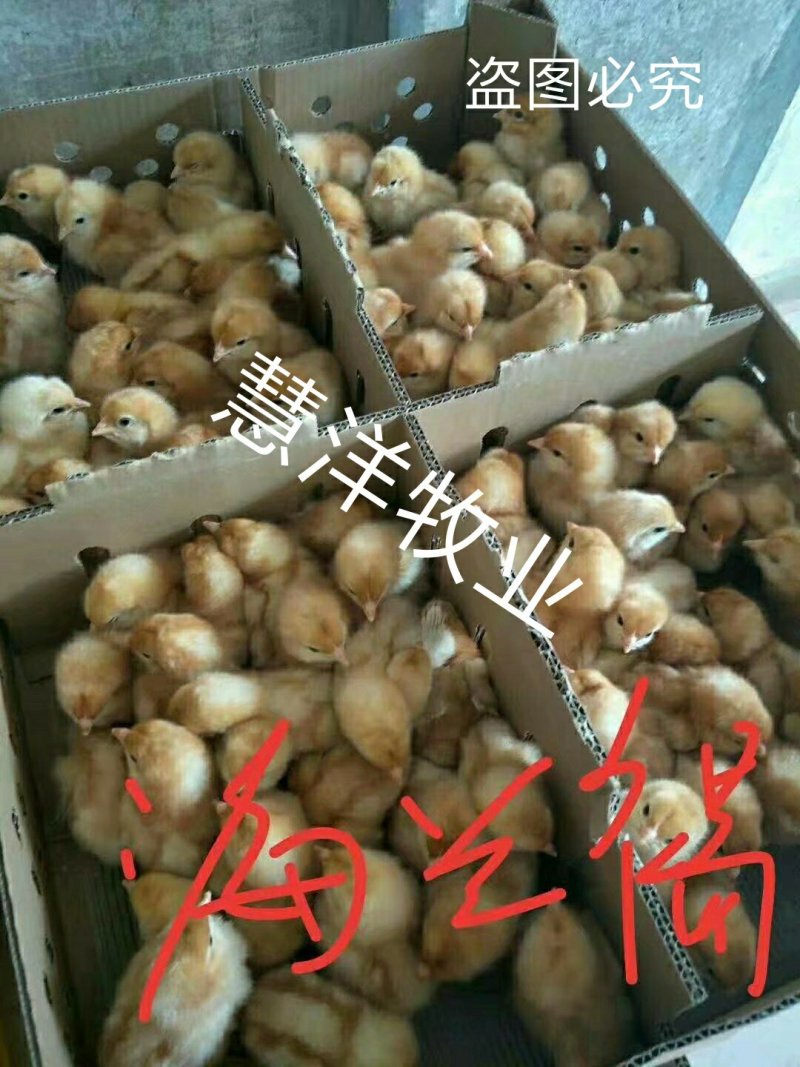 海兰褐蛋鸡苗，海兰灰蛋鸡苗，包打疫苗，质量可靠~