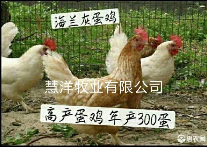 海兰褐蛋鸡苗，海兰灰蛋鸡苗，包打疫苗，质量可靠~