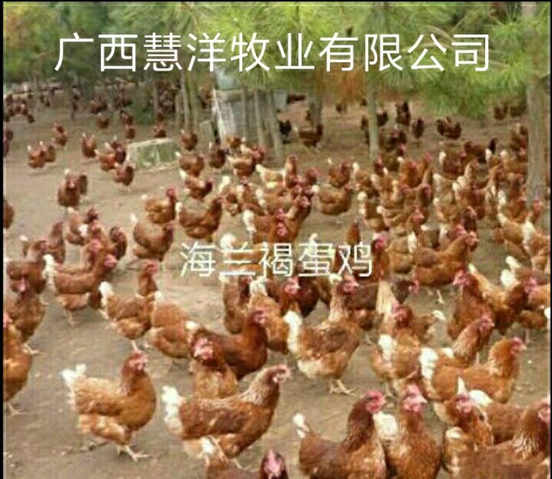 海兰褐蛋鸡苗，海兰灰蛋鸡苗，包打疫苗，质量可靠~