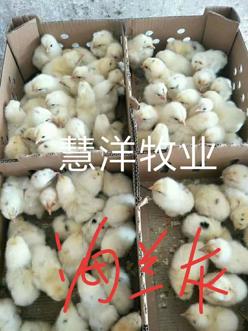 海兰褐蛋鸡苗，海兰灰蛋鸡苗，包打疫苗，质量可靠~