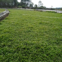 常年供应大叶油草，马尼拉草