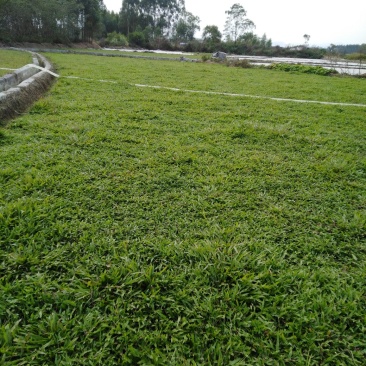 常年供应大叶油草，马尼拉草