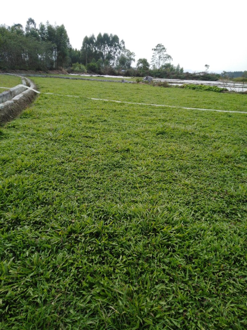 常年供应大叶油草，马尼拉草