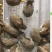 比利时肉兔35元一只，2只包邮发一公一母，疫苗已打