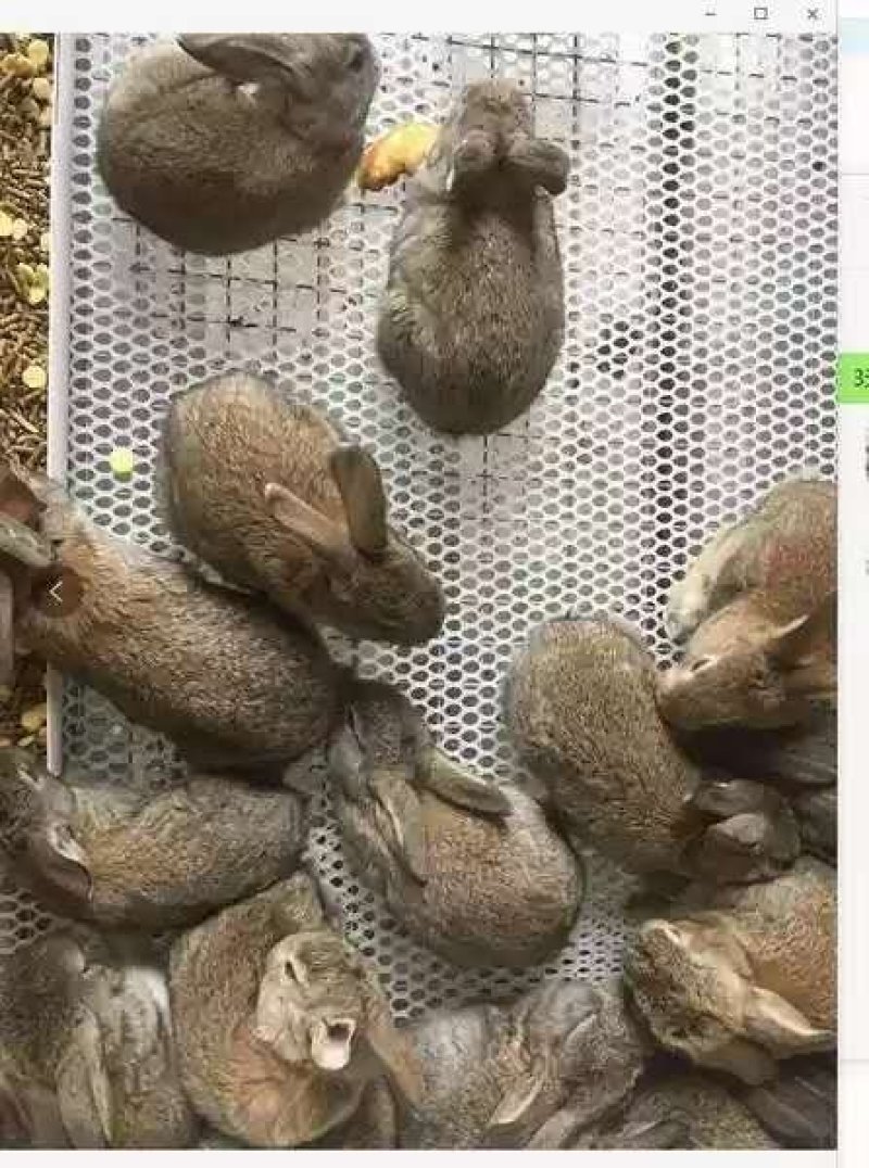 比利时肉兔35元一只，2只包邮发一公一母，疫苗已打
