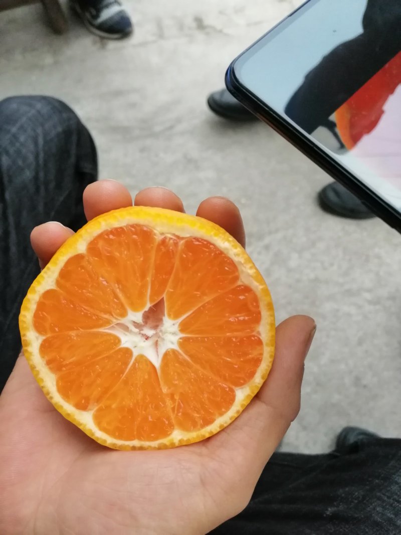 丑桔（不知火）耙耙柑皮薄味甜，口感细腻现采现卖