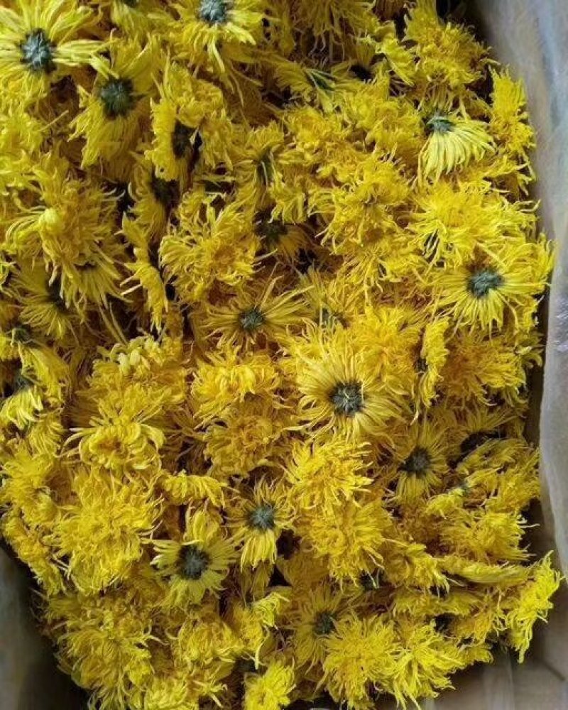 金丝皇菊