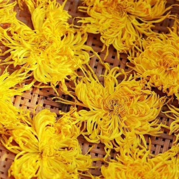 金丝皇菊