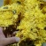 金丝皇菊