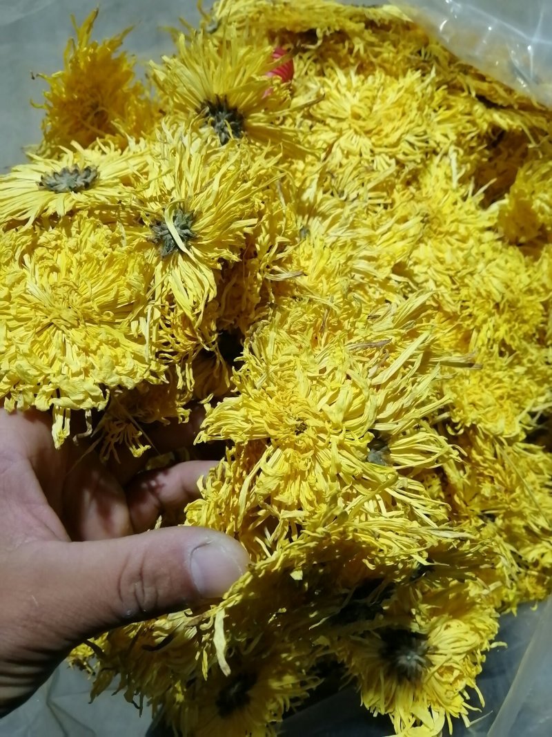 金丝皇菊