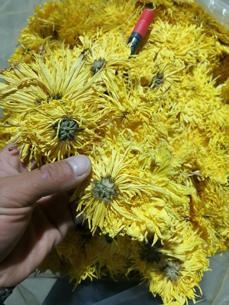 金丝皇菊