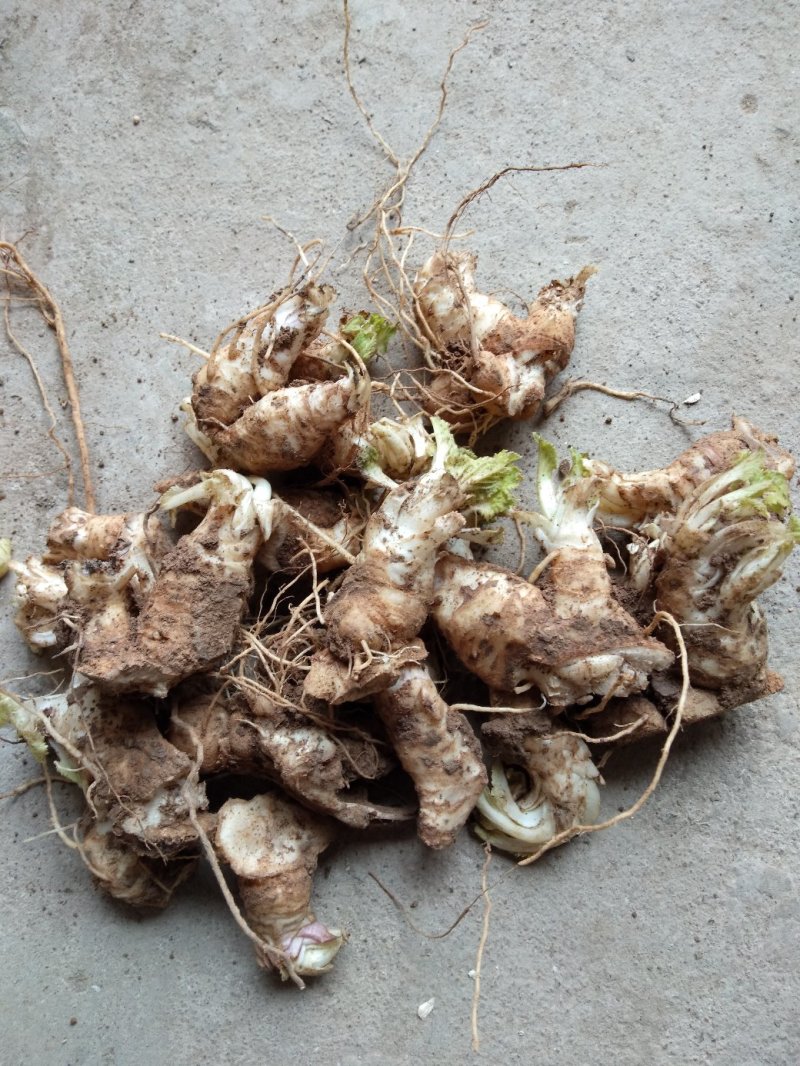 玄参种苗，每斤价格，玄参芽，免费技术指导