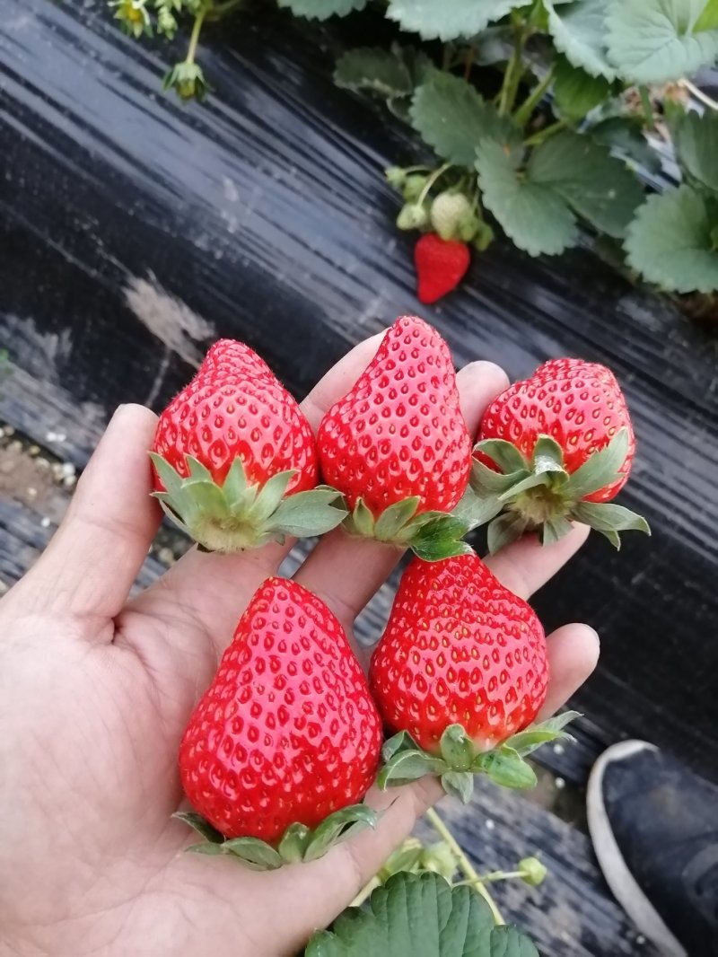 大量正宗红颜，自产自销