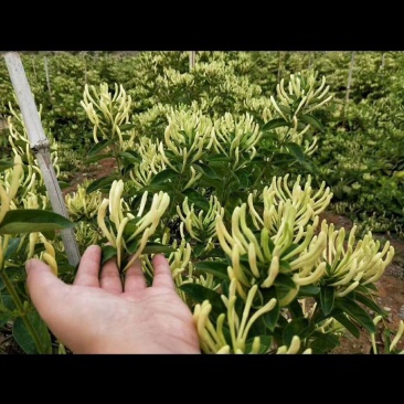 上佳一号金银花苗盆栽地栽金银花苗