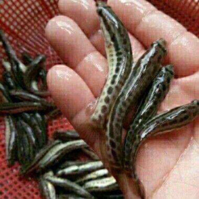 （热销）优质乌鱼苗，可提供养殖技术，货到付款！