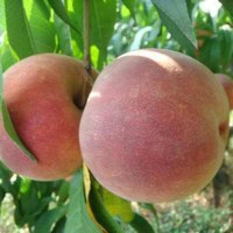 桃树苗一艳红桃、果大、脆甜、、品种纯正、质量保证