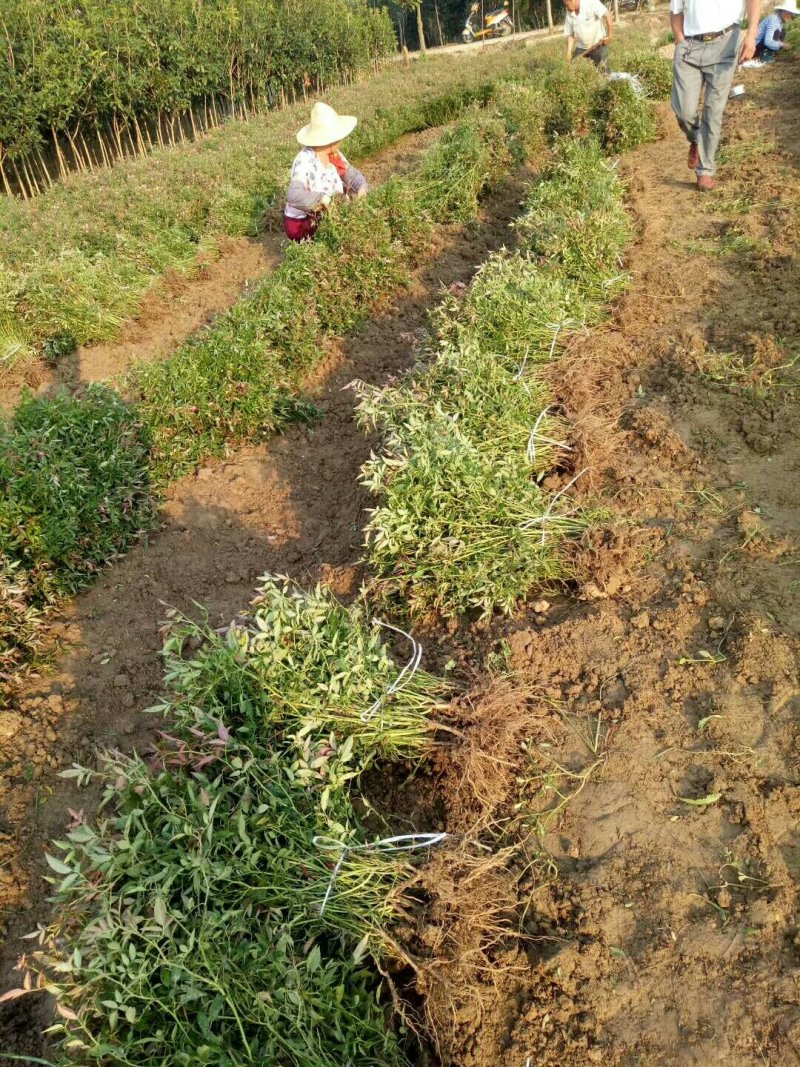 月季，丰花月季基地，河南省潢川基地，潢川苗木潢川花木基地