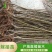 锦绣黄桃苗桃树苗黄金蜜6号桃苗黄金蜜7号桃苗