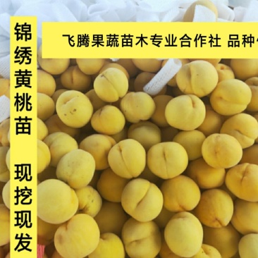 锦绣黄桃苗桃树苗黄金蜜6号桃苗黄金蜜7号桃苗