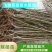 锦绣黄桃苗桃树苗黄金蜜6号桃苗黄金蜜7号桃苗
