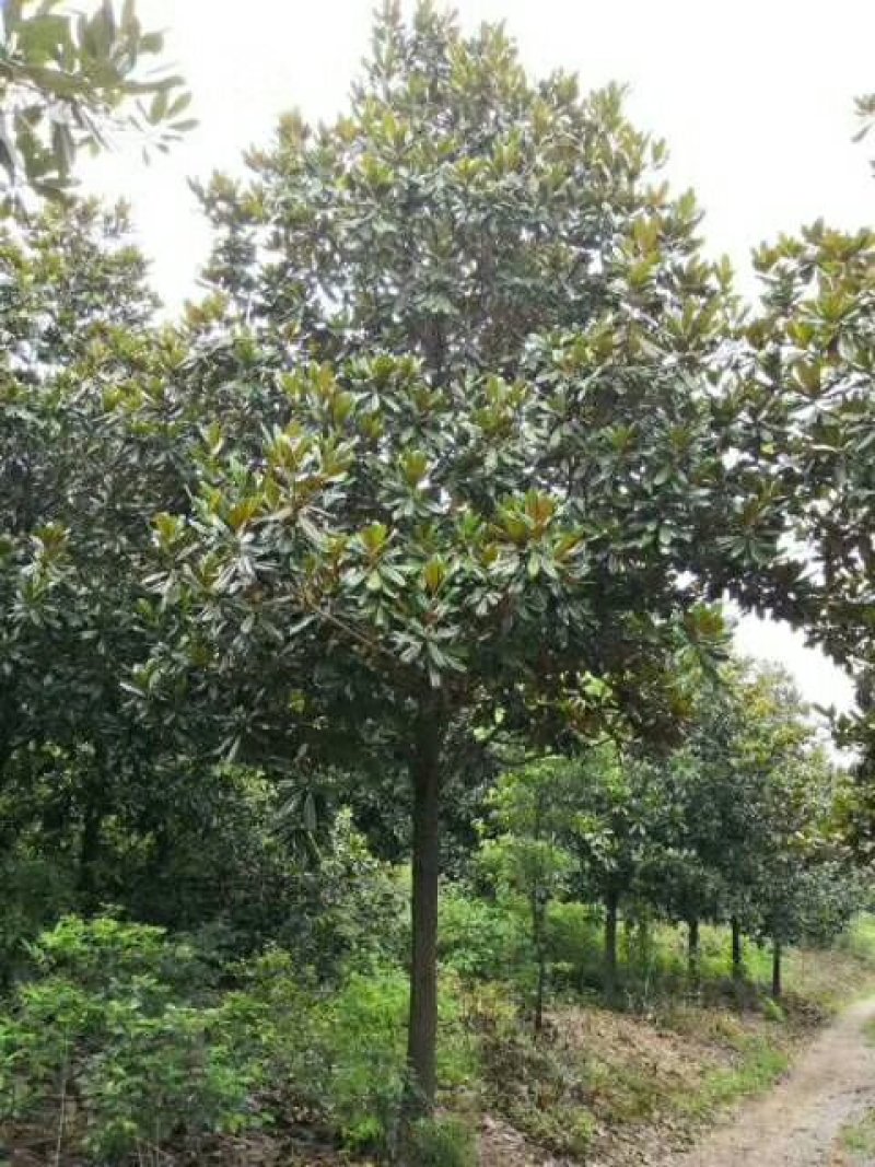 广玉兰河南广玉兰，潢川广玉兰基地价格，友好苗圃基地价格。