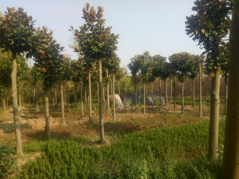 广玉兰河南广玉兰，潢川广玉兰基地价格，友好苗圃基地价格。