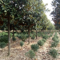 广玉兰河南广玉兰，潢川广玉兰基地价格，友好苗圃基地价格。