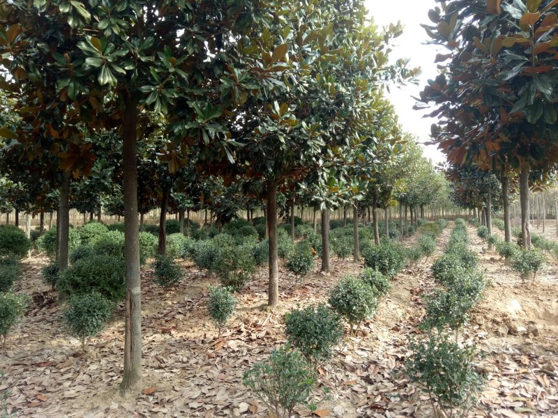 广玉兰河南广玉兰，潢川广玉兰基地价格，友好苗圃基地价格。