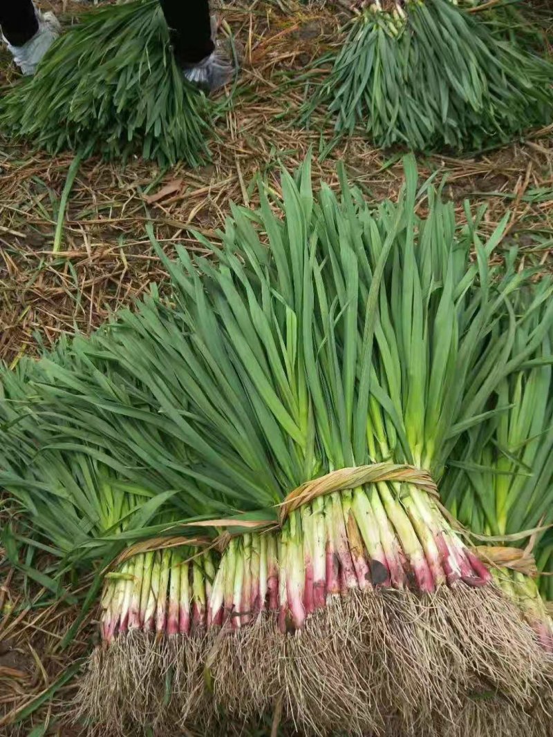 川香精品硬叶软硬叶红根香蒜苗新鲜大蒜苗现挖红紫皮蒜苗