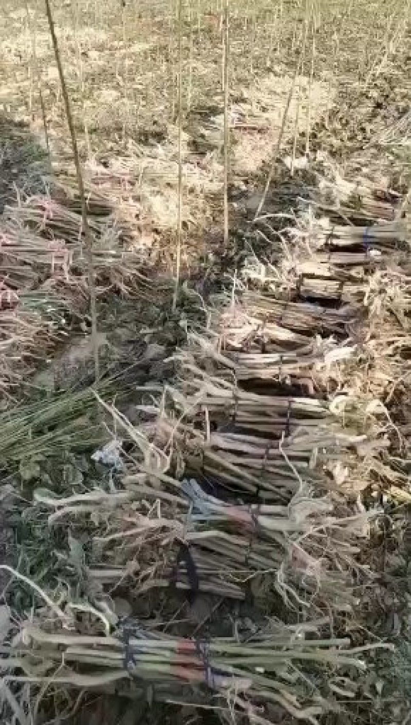 精品楸树，一手货源，自家苗圃欢迎大家选购